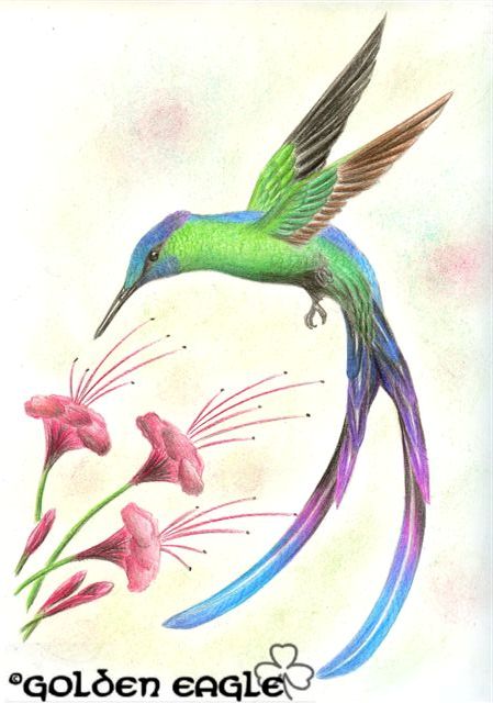 Silfide dalla coda viola